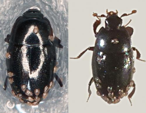 Réf. 226 773 : Paromalus flavicornis